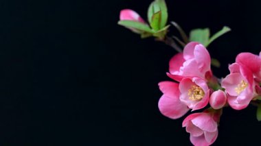 Çin ayva çiçekleri yaklaşıyor.