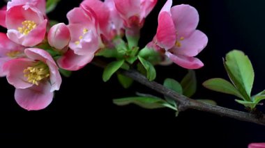 Çin ayva çiçekleri yaklaşıyor.