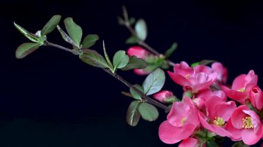 Çin ayva çiçekleri yaklaşıyor.