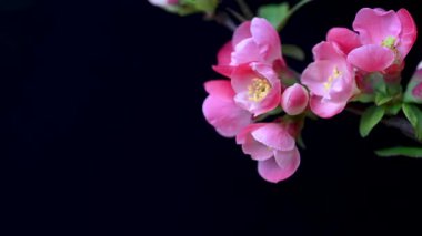 Çin ayva çiçekleri yaklaşıyor.