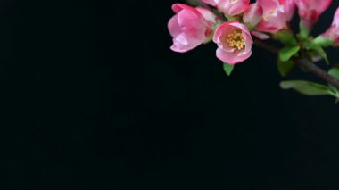 Çin ayva çiçekleri yaklaşıyor.