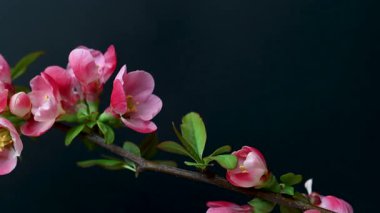 Çin ayva çiçekleri yaklaşıyor.