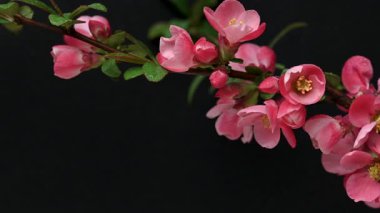 Çin ayva çiçekleri yaklaşıyor.