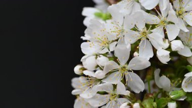 Güzel kiraz çiçeklerinin videosu.