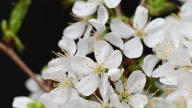 Güzel kiraz çiçeklerinin videosu.