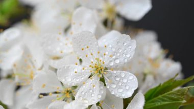 Güzel kiraz çiçeklerinin videosu.