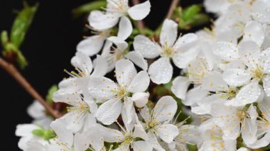 Güzel kiraz çiçeklerinin videosu.