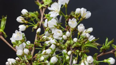 Güzel kiraz çiçeklerinin zaman aşımına uğraması