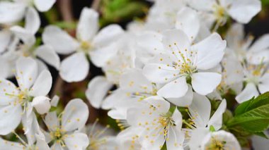 Güzel kiraz çiçeklerinin videosu.