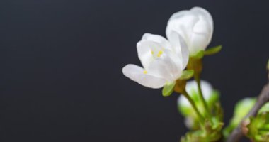 Güzel kiraz çiçeklerinin zaman aşımına uğraması