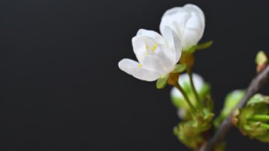 Güzel kiraz çiçeklerinin zaman aşımına uğraması