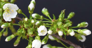 Kiraz çiçeği dalı zaman ayarlı.