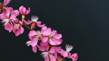 İlkbaharda çiçek açan menekşe videosu