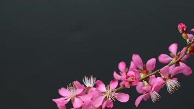 Siyah arkaplanda badem dalının videosu