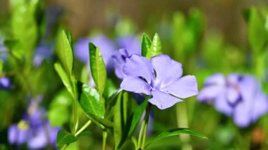 İlkbaharda çiçek açan menekşe videosu