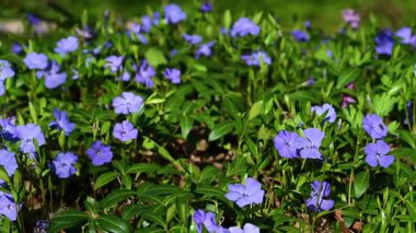 İlkbaharda çiçek açan menekşe videosu