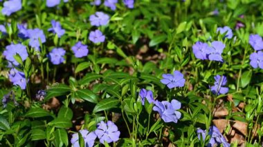 İlkbaharda çiçek açan menekşe videosu