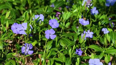 İlkbaharda çiçek açan menekşe videosu