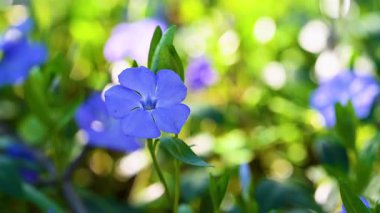 İlkbaharda çiçek açan menekşe videosu