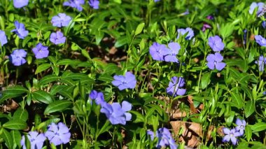 İlkbaharda çiçek açan menekşe videosu