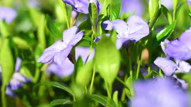 İlkbaharda çiçek açan menekşe videosu