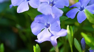 İlkbaharda çiçek açan menekşe videosu