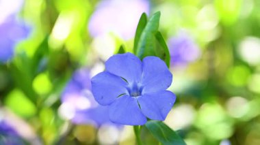 İlkbaharda çiçek açan menekşe videosu