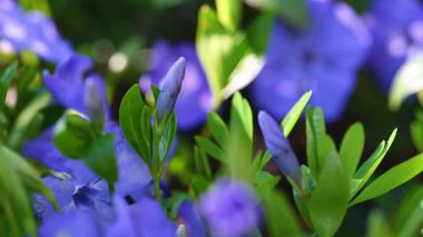 İlkbaharda çiçek açan menekşe videosu