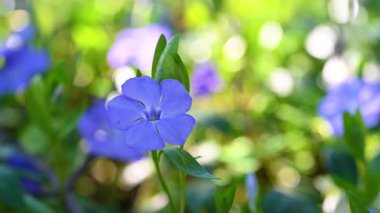 İlkbaharda çiçek açan menekşe videosu