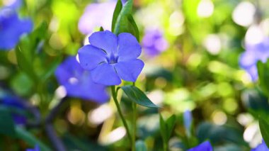 İlkbaharda çiçek açan menekşe videosu