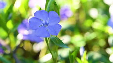 İlkbaharda çiçek açan menekşe videosu