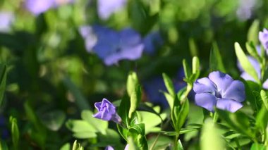 İlkbaharda çiçek açan menekşe videosu