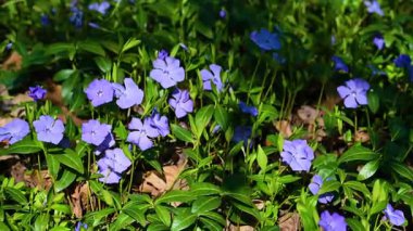 İlkbaharda çiçek açan menekşe videosu