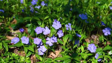 İlkbaharda çiçek açan menekşe videosu