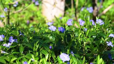 İlkbaharda çiçek açan menekşe videosu