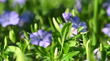 İlkbaharda çiçek açan menekşe videosu