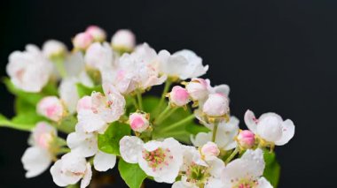 video armut çiçekleri kapanıyor