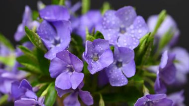 Güzel bir buket menekşe çiçeği yakın çekimi.