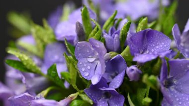 Güzel bir buket menekşe çiçeği yakın çekimi.