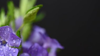 Güzel bir buket menekşe çiçeği yakın çekimi.