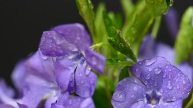 Güzel bir buket menekşe çiçeği yakın çekimi.