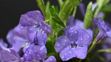 Güzel bir buket menekşe çiçeği yakın çekimi.