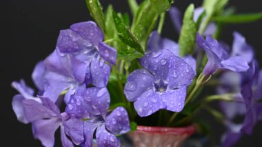 Güzel bir buket menekşe çiçeği yakın çekimi.