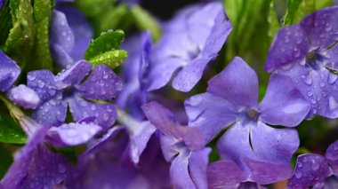 Güzel bir buket menekşe çiçeği yakın çekimi.