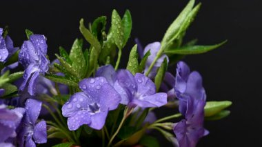 Güzel bir buket menekşe çiçeği yakın çekimi.