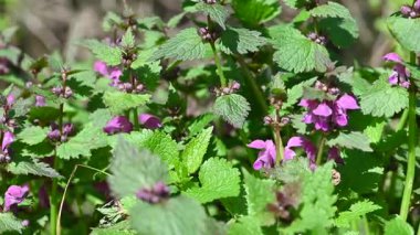 İlkbaharda çayırdaki ısırgan otlarının videosu.