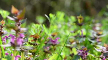 İlkbaharda çayırdaki ısırgan otlarının videosu.