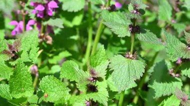 İlkbaharda çayırdaki ısırgan otlarının videosu.