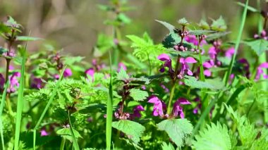 İlkbaharda çayırdaki ısırgan otlarının videosu.