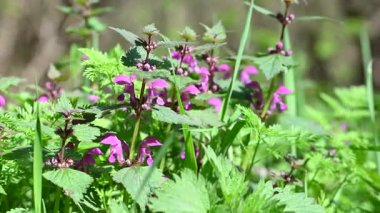 İlkbaharda çayırdaki ısırgan otlarının videosu.